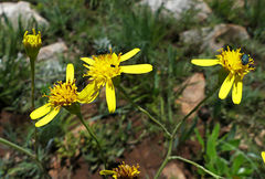 Senecio latifolius
