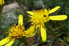 Senecio latifolius