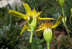 Senecio latifolius