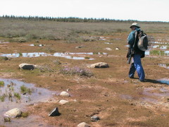 Primula egaliksensis
