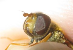 Epistrophe nitidicollis