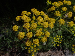 Chaerophyllum coloratum