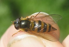 Epistrophe nitidicollis