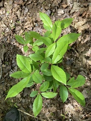 Magnoliopsida