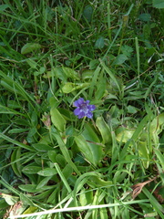 Pinguicula grandiflora