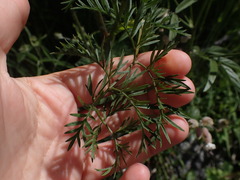 Chaerophyllum coloratum