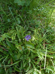 Pinguicula grandiflora