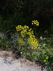 Chaerophyllum coloratum