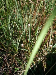 Pinguicula lusitanica