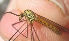 Nephrotoma flavescens