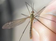 Nephrotoma flavescens