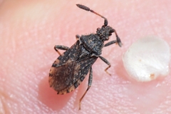 Strobilotoma typhaecornis