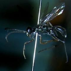 Auplopus mellipes variitarsus