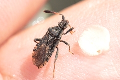 Strobilotoma typhaecornis