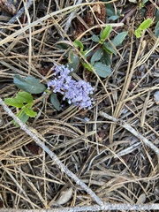 Ceanothus prostratus