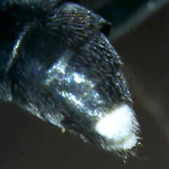 Auplopus mellipes variitarsus