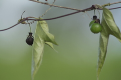 Passiflora suberosa