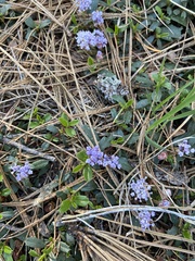 Ceanothus prostratus