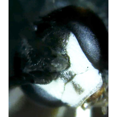 Auplopus mellipes variitarsus