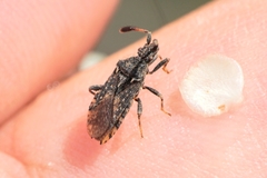 Strobilotoma typhaecornis