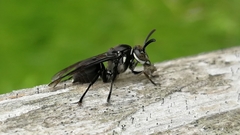 Pseudopolybia compressa