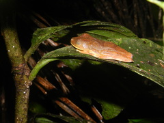 Boana appendiculata