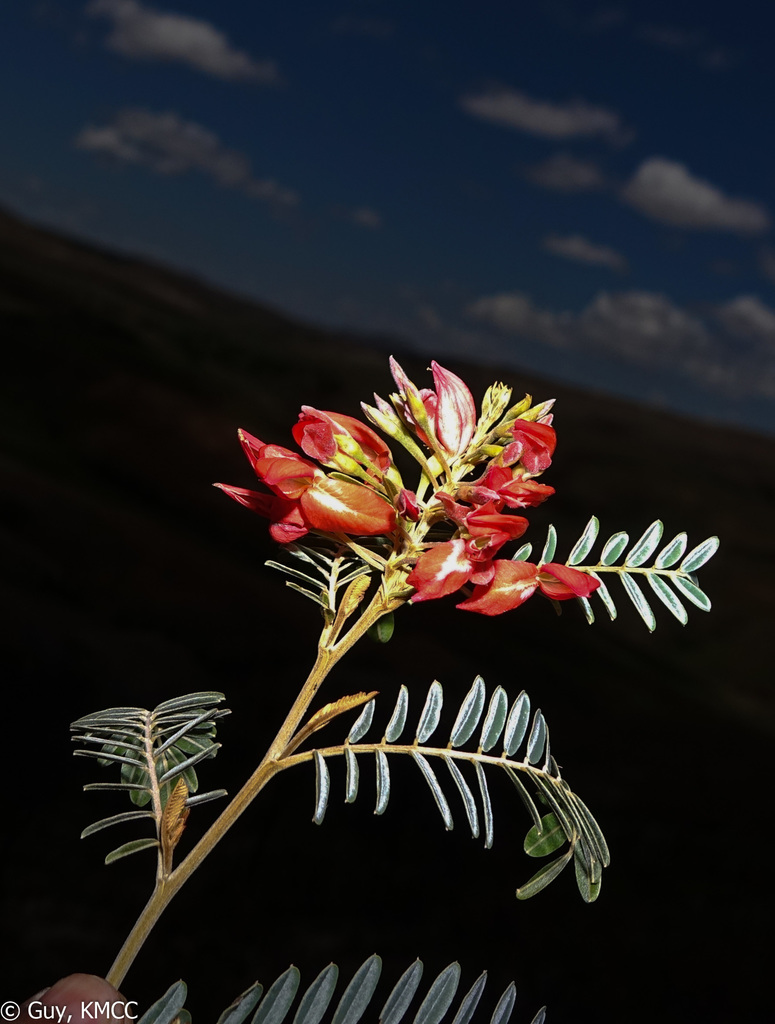 Pyranthus
