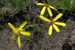 Senecio latifolius