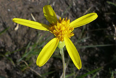 Senecio latifolius