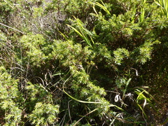 Juniperus communis hemisphaerica