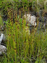 Juncus castaneus leucochlamys