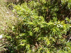 Juniperus communis hemisphaerica