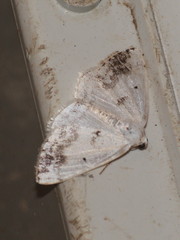 Lomographa temerata