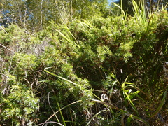 Juniperus communis hemisphaerica
