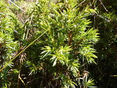 Juniperus communis hemisphaerica