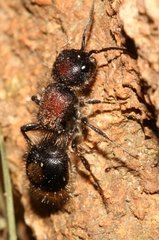 Sigilla dorsata