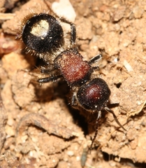 Sigilla dorsata