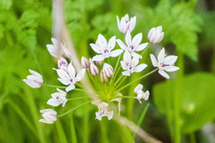 Allium praecox