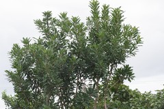 Protorhus longifolia