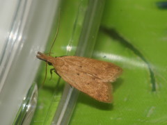 Acompsia schmidtiellus