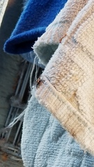 Menemerus bivittatus