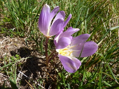 Colchicum speciosum