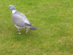 Columba palumbus