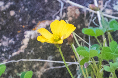 Oxalis californica