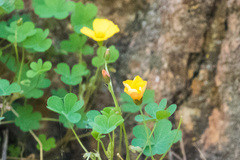 Oxalis californica