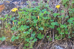 Oxalis californica