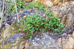 Oxalis californica