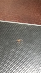 Pholcus phalangioides