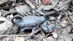 Opisthacanthus capensis
