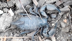 Opisthacanthus capensis